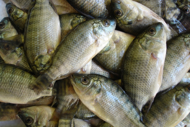 pesca