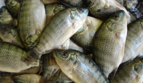 capa_pesca_2