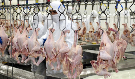 Processamento de Frango