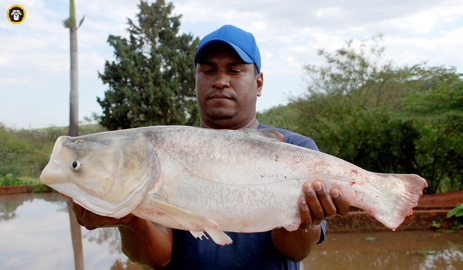 carpa_topo
